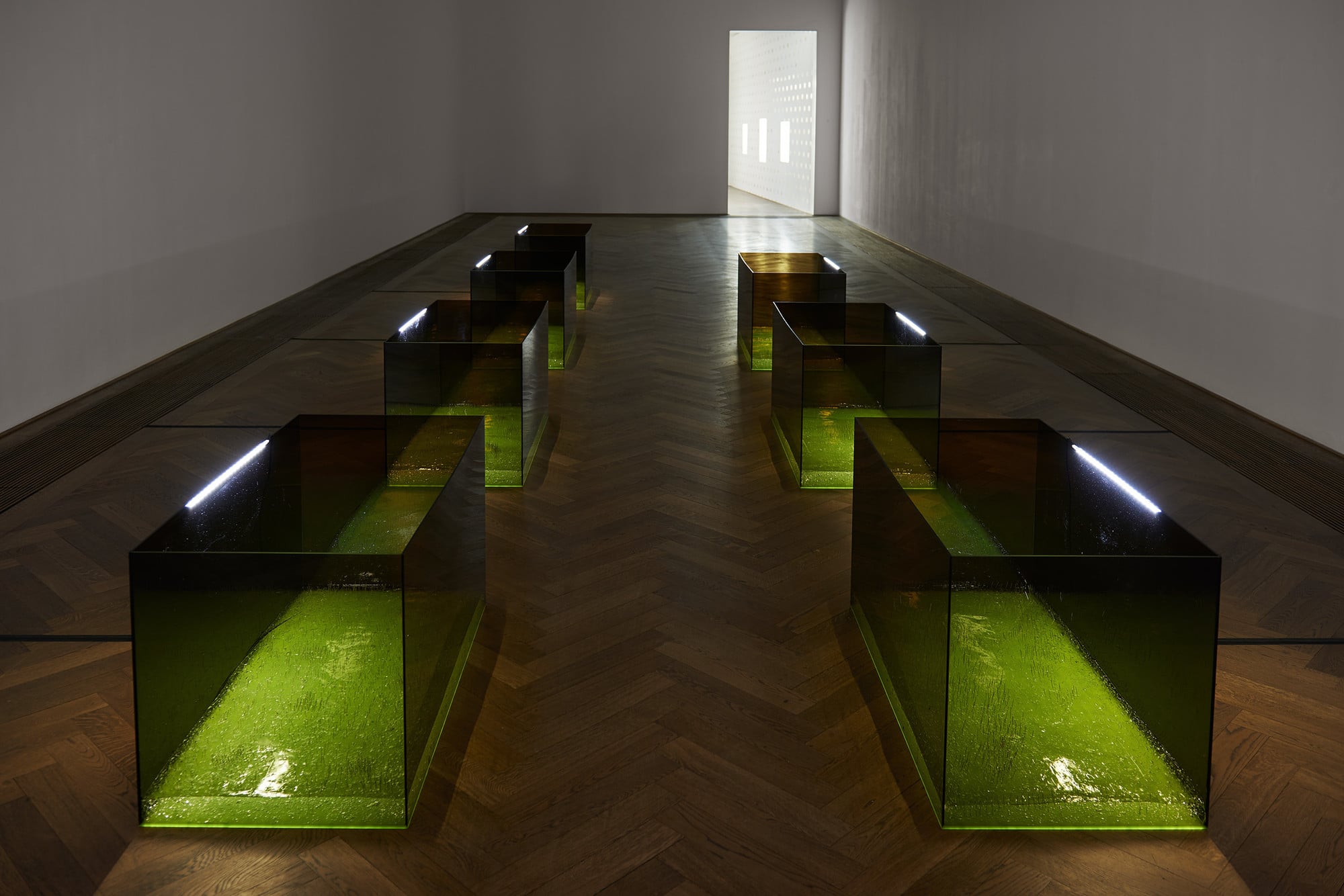 Anicka Yi / MoMA